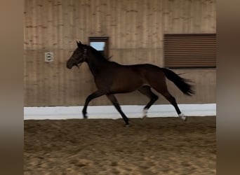 KWPN, Jument, 2 Ans, 165 cm, Bai brun