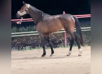 KWPN, Jument, 2 Ans, 165 cm, Bai