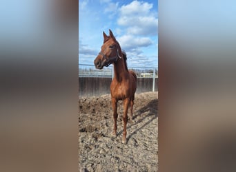 KWPN, Jument, 2 Ans, 169 cm, Alezan brûlé
