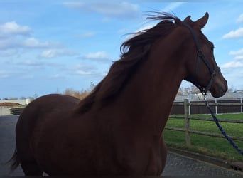 KWPN, Jument, 2 Ans, 169 cm, Alezan brûlé