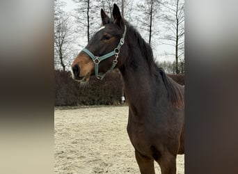 KWPN, Jument, 2 Ans, 170 cm, Bai