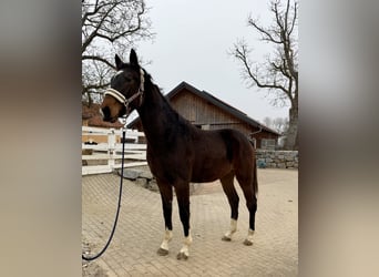 KWPN, Jument, 2 Ans, 170 cm, Bai