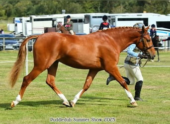 KWPN Croisé, Jument, 3 Ans, 142 cm, Alezan brûlé