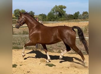 KWPN, Jument, 3 Ans, 158 cm, Alezan brûlé