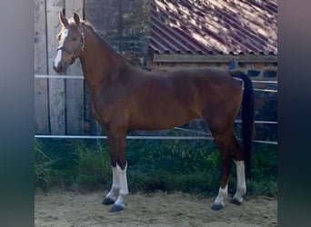 KWPN, Jument, 3 Ans, 158 cm, Alezan brûlé
