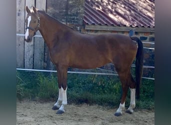 KWPN, Jument, 3 Ans, 158 cm, Alezan brûlé