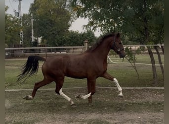 KWPN, Jument, 3 Ans, 158 cm, Alezan brûlé
