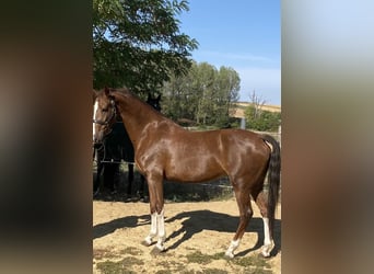 KWPN, Jument, 3 Ans, 158 cm, Alezan brûlé