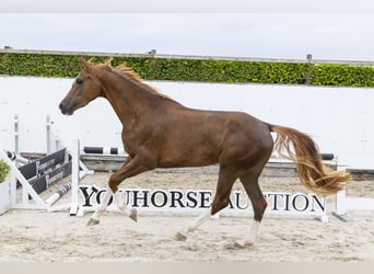 KWPN, Jument, 3 Ans, 160 cm, Alezan cuivré