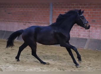 KWPN, Jument, 3 Ans, 160 cm, Bai brun