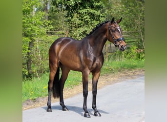 KWPN, Jument, 3 Ans, 160 cm, Bai brun