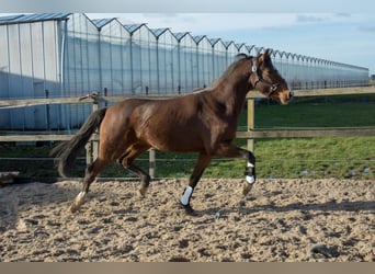 KWPN, Jument, 3 Ans, 160 cm, Bai