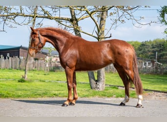 KWPN, Jument, 3 Ans, 160 cm