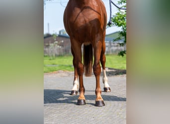 KWPN, Jument, 3 Ans, 160 cm