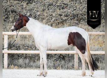 KWPN, Jument, 3 Ans, 160 cm, Tobiano-toutes couleurs