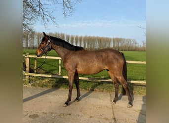 KWPN, Jument, 3 Ans, 161 cm