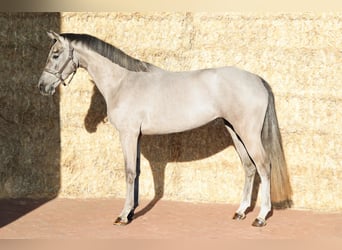 KWPN, Jument, 3 Ans, 161 cm, Gris