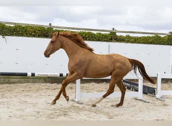 KWPN, Jument, 3 Ans, 162 cm, Alezan