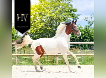 KWPN, Jument, 3 Ans, 162 cm, Tobiano-toutes couleurs