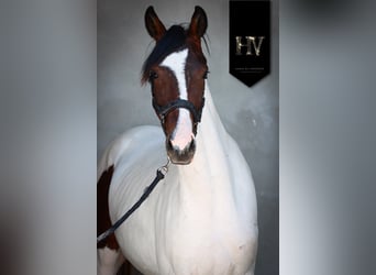 KWPN, Jument, 3 Ans, 162 cm, Tobiano-toutes couleurs