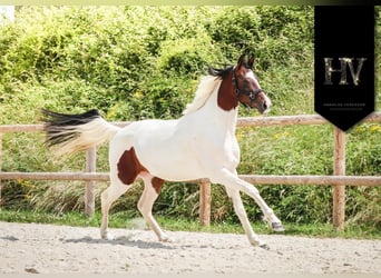 KWPN, Jument, 3 Ans, 162 cm, Tobiano-toutes couleurs