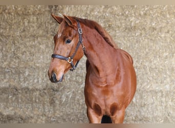 KWPN, Jument, 3 Ans, 163 cm, Alezan brûlé