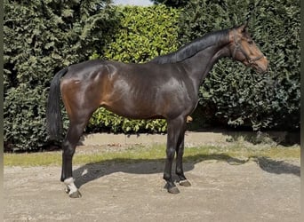 KWPN, Jument, 3 Ans, 164 cm, Bai brun