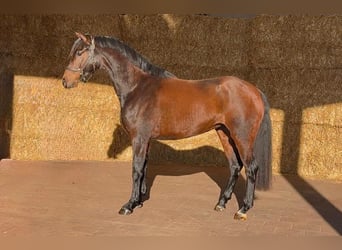 KWPN, Jument, 3 Ans, 164 cm, Bai brun