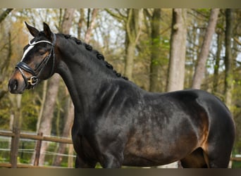 KWPN, Jument, 3 Ans, 165 cm, Bai brun