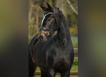 KWPN, Jument, 3 Ans, 165 cm, Bai brun