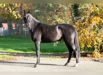 KWPN, Jument, 3 Ans, 165 cm, Bai brun foncé