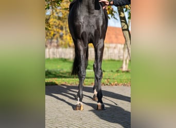 KWPN, Jument, 3 Ans, 165 cm, Bai brun foncé