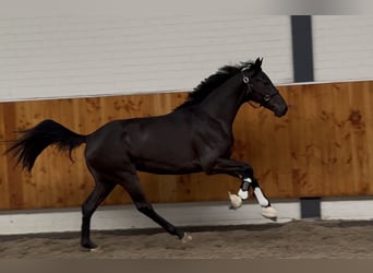 KWPN, Jument, 3 Ans, 165 cm, Noir