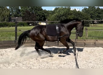 KWPN, Jument, 3 Ans, 165 cm, Noir