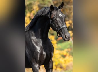 KWPN, Jument, 3 Ans, 165 cm, Noir