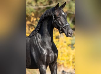 KWPN, Jument, 3 Ans, 165 cm, Noir