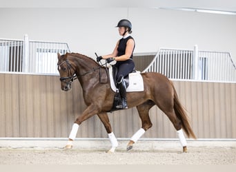 KWPN, Jument, 3 Ans, 166 cm, Alezan