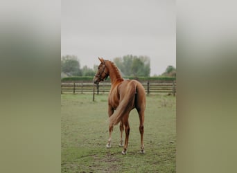 KWPN, Jument, 3 Ans, 166 cm, Alezan