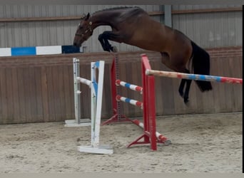 KWPN, Jument, 3 Ans, 166 cm, Bai