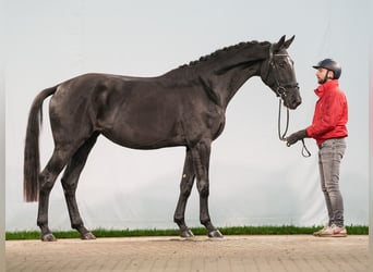 KWPN, Jument, 3 Ans, 166 cm, Noir