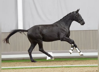 KWPN, Jument, 3 Ans, 166 cm, Noir