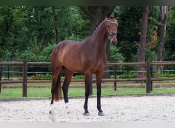 KWPN, Jument, 3 Ans, 167 cm, Bai brun