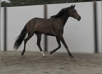 KWPN, Jument, 3 Ans, 167 cm, Bai cerise