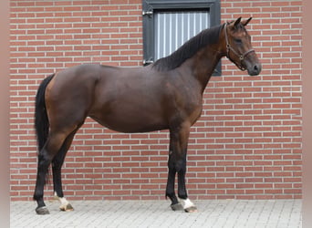 KWPN, Jument, 3 Ans, 167 cm, Bai