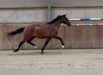 KWPN, Jument, 3 Ans, 167 cm, Bai