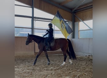 KWPN, Jument, 3 Ans, 167 cm