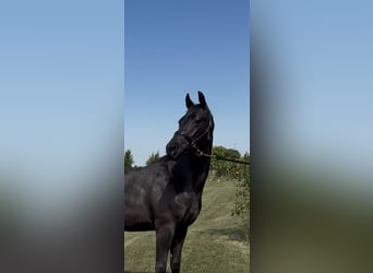 KWPN, Jument, 3 Ans, 167 cm, Noir