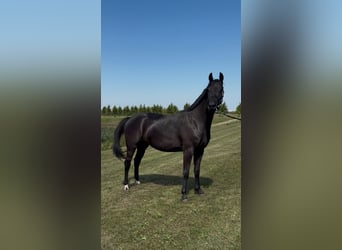 KWPN, Jument, 3 Ans, 167 cm, Noir