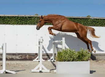 KWPN, Jument, 3 Ans, 168 cm, Alezan