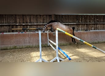 KWPN, Jument, 3 Ans, 168 cm, Aubère